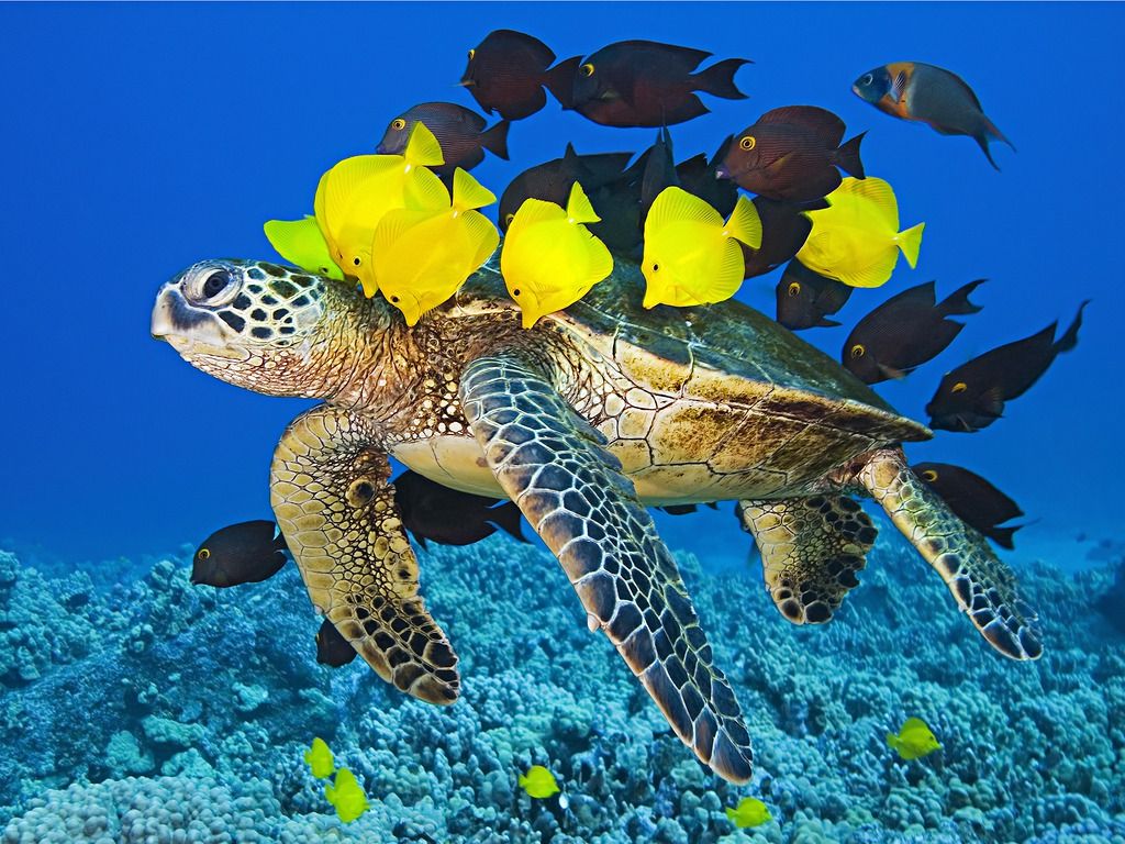 Hawaii’s Living Gold: The Vital Role of the Yellow Tang